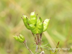 Aconitum fukutomei