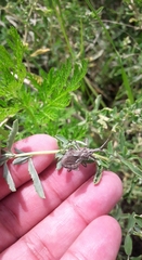 Harpactor tuberculosus