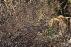 Phylloscopus collybita