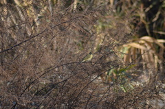 Phylloscopus collybita