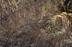 Phylloscopus collybita