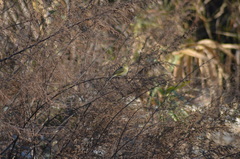 Phylloscopus collybita