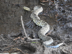 Crotalus basiliscus