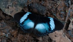 Hypolimnas monteironis major