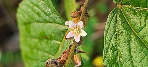 Image of Melochia nodiflora by (c) ritirene, some rights reserved (CC BY)