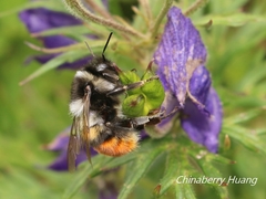 Bombus formosellus