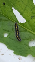 Callimorpha dominula