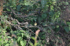 Phylloscopus collybita