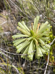 Erica sessiliflora