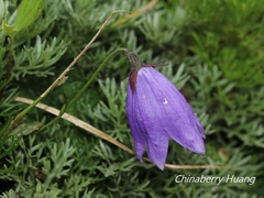 Adenophora morrisonensis