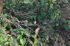 Phylloscopus collybita