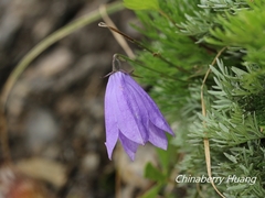 Adenophora morrisonensis