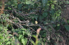 Phylloscopus collybita