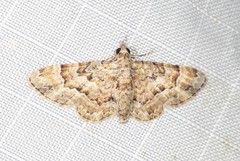 Gymnoscelis lophopus