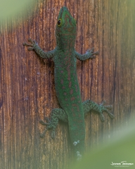 Phelsuma sundbergi longinsulae