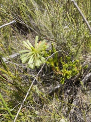 Erica sessiliflora