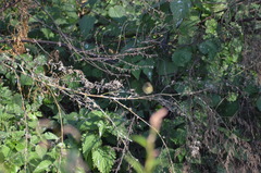 Phylloscopus collybita