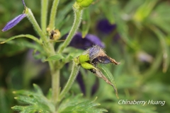 Aconitum fukutomei