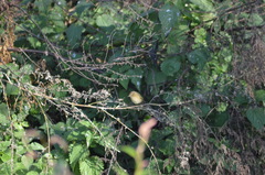 Phylloscopus collybita