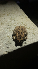 Sclerophrys gutturalis