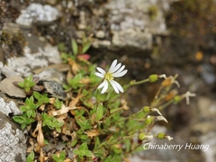 Cerastium morrisonense