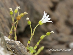 Cerastium morrisonense
