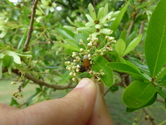 Cordia americana