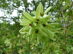 Cordia americana