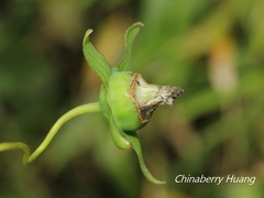 Codonopsis kawakamii