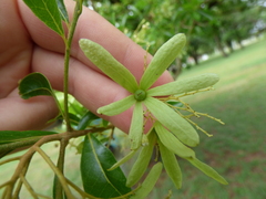 Cordia americana