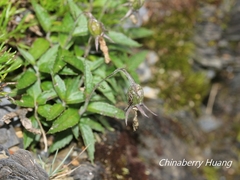 Adenophora morrisonensis