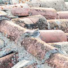 Motacilla alba