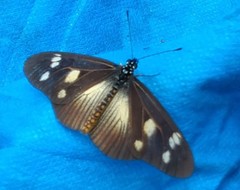 Acraea lycoa