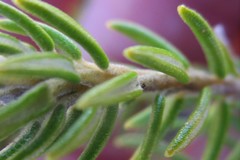 Phylica axillaris maritima