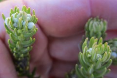 Phylica axillaris maritima