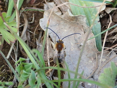 Eucera