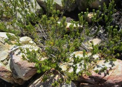 Phylica axillaris maritima