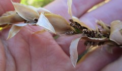 Elegia fistulosa