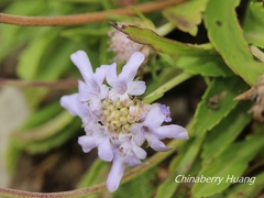 Scabiosa lacerifolia