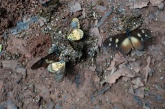 Acraea lycoa