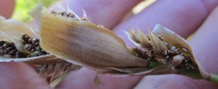Elegia fistulosa