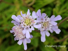 Scabiosa lacerifolia