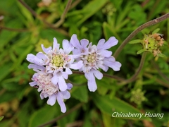 Scabiosa lacerifolia