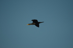 Phalacrocorax carbo