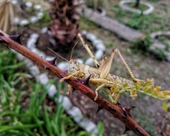 Schistocerca piceifrons peruviana