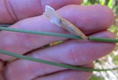 Elegia fistulosa