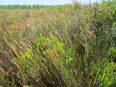 Elegia fistulosa