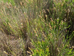 Elegia fistulosa