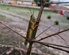 Schistocerca piceifrons peruviana