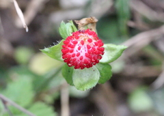 Potentilla hebiichigo